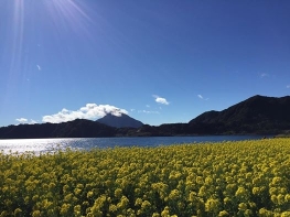 菜の花と池田湖