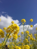 池田湖の菜の花