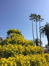 指宿駅の菜の花